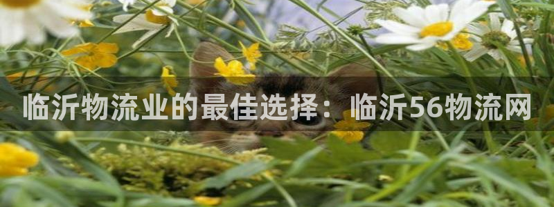 28圈客服一直不回消息怎么办