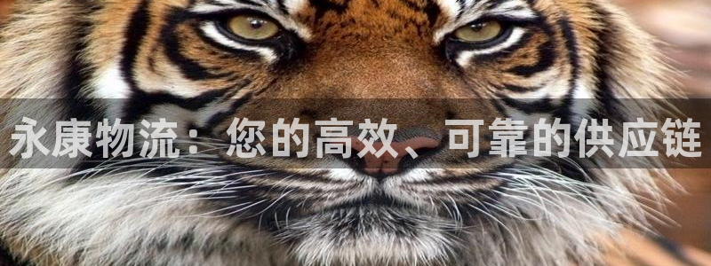 28圈充值金额随便