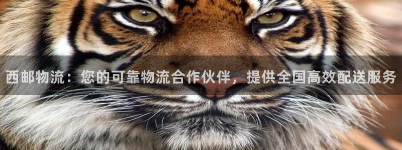 28圈官网开奖结果预测查询