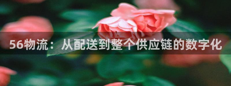28圈为什么没有赢过一次：56物流：