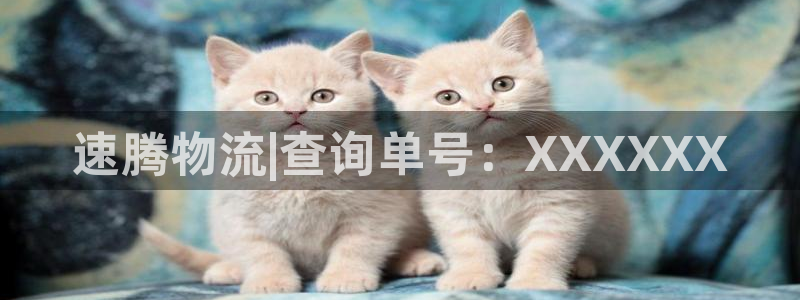 28圈注册链接:速腾物流|查询单号: