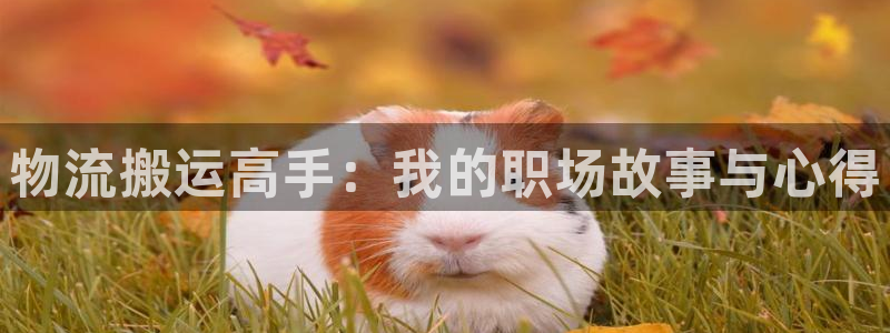 28圈官网链接：物流搬运高手：我的职